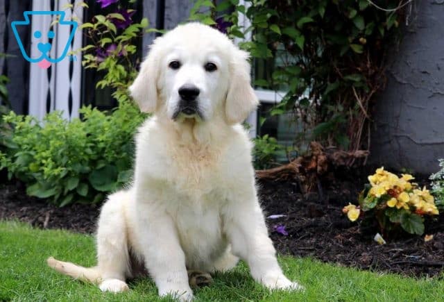 english cream golden retriever puppy for sale