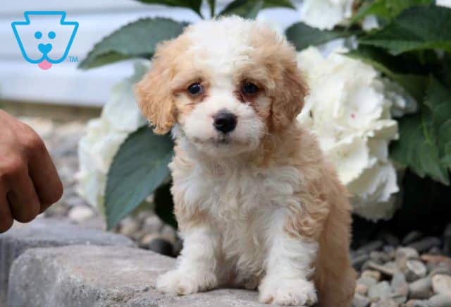 Hunter Mini Bernedoodle