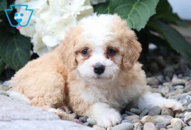 Hunter Mini Bernedoodle2
