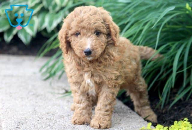 Jamie Mini Goldendoodle 1-001
