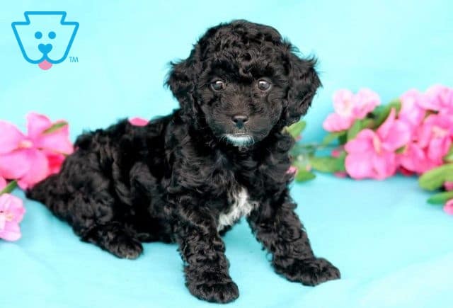 Jayla Cockapoo