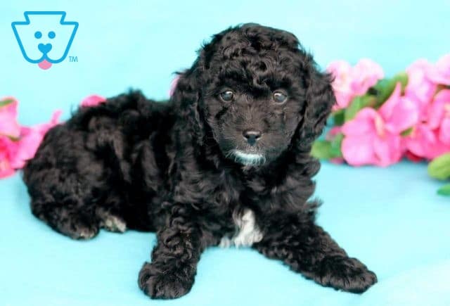 Jayla Cockapoo2