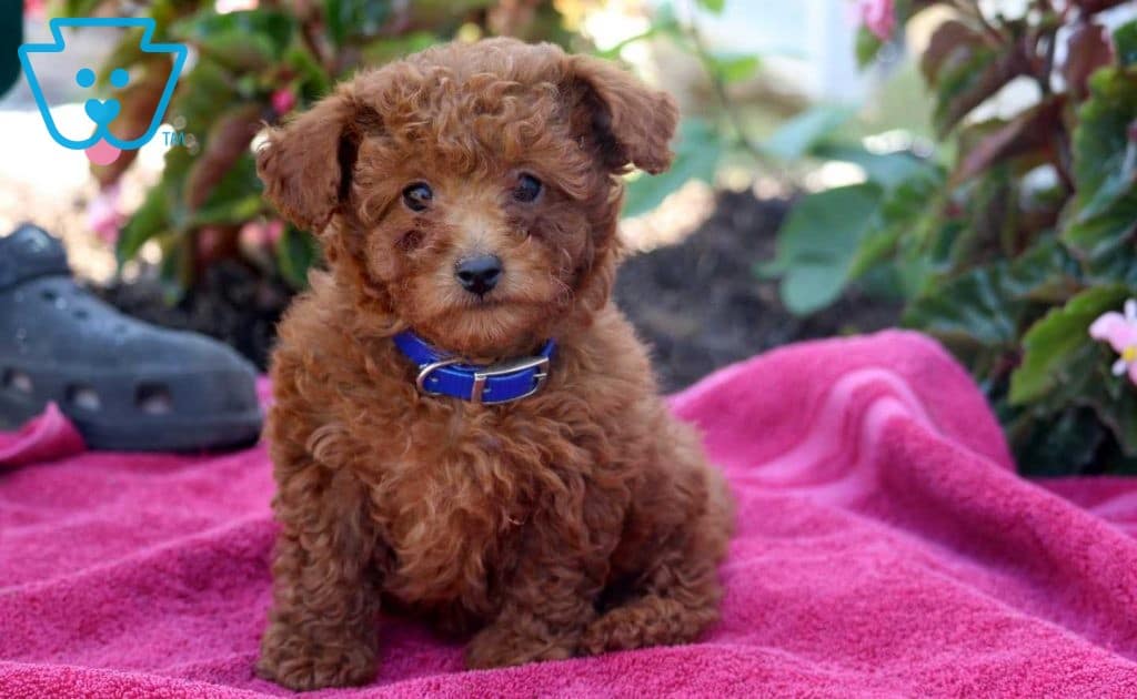 Jumper Mini Poodles Puppy For Sale Keystone Puppies