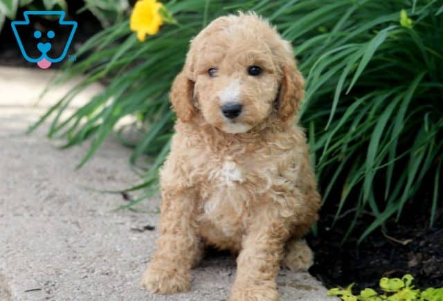 Jeffy Mini Goldendoodle 1-001