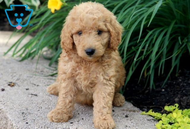 Jud Mini Goldendoodle 1-001