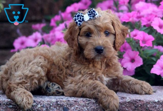 Keth Cockapoo