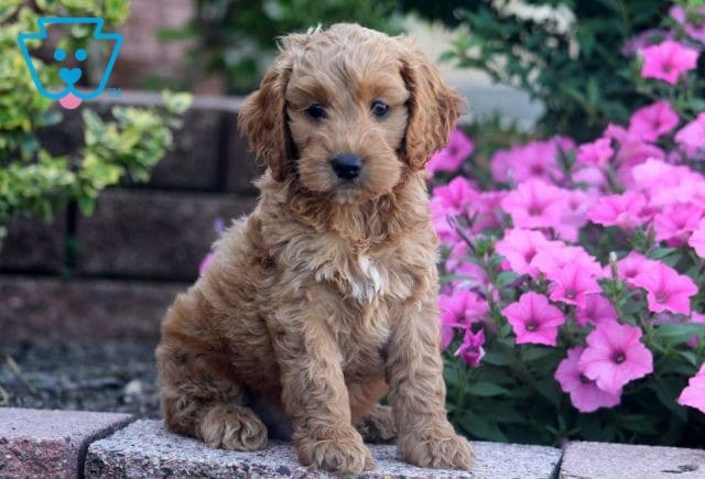 Keth Cockapoo2