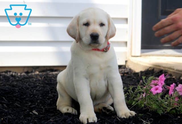 Kylie Yellow Lab 1-001