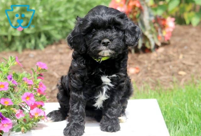 Lovey Cavapoo 1-001