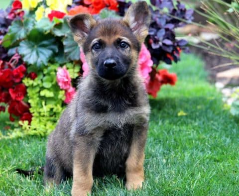 German Shepherd Puppies for Sale | Purebred German Shepherd Breeders
