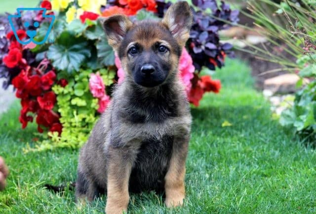 Lovey German