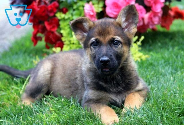 Lovey German2
