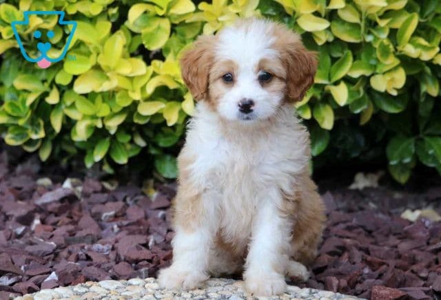 Marie Mini Bernedoodle