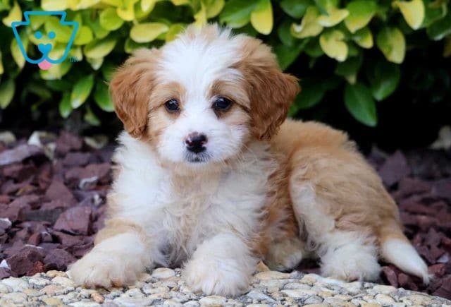 Marie Mini Bernedoodle2