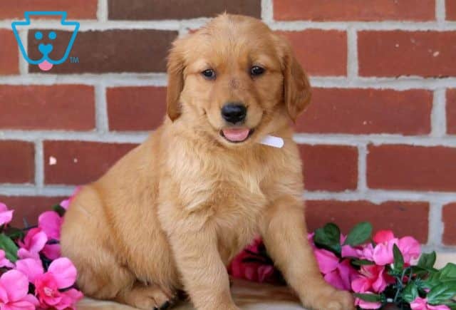 Mina Golden Retriever