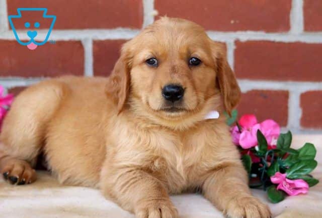 Mina Golden Retriever2