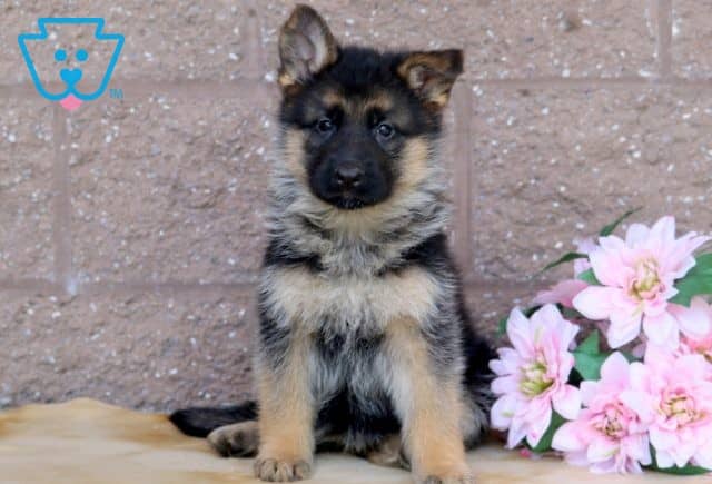 Molly German Shepherd 1-001