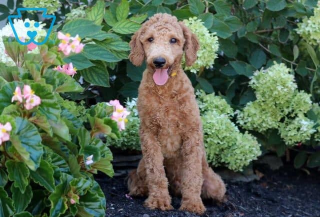 Monty Mini Goldendoodle Retak