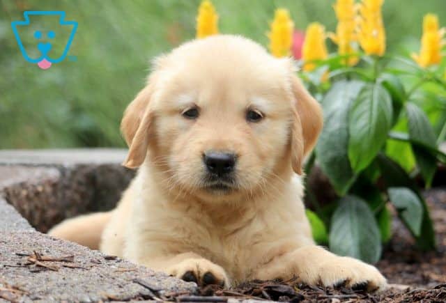 Nala 2-001