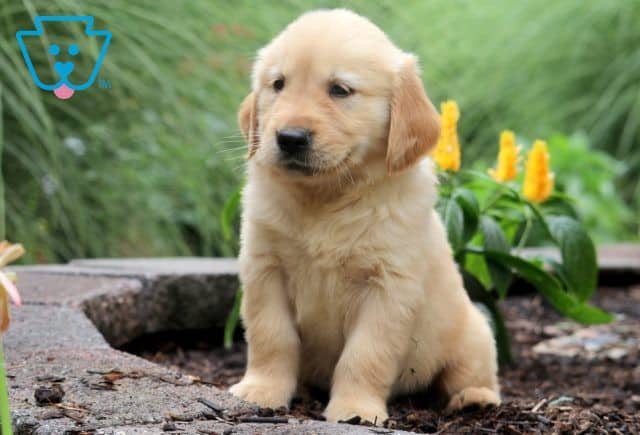 Nala Golden Retriever 1-001