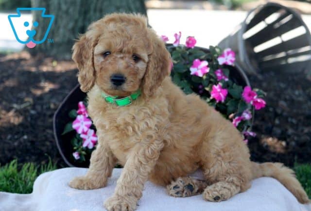 Neil Mini Goldendoodle 1-001