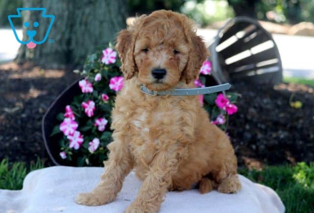 Nickle Mini Goldendoodle 1-001