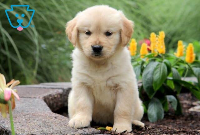 Nina Golden Retriever 1-001