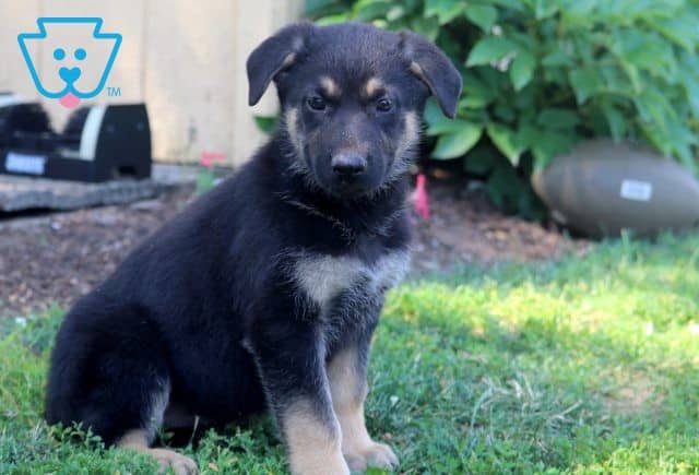 Olivia German Shepherd 1-001