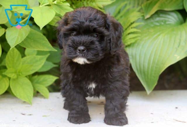 Paco 2-002