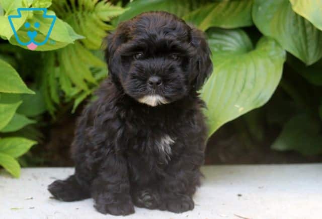 Paco Poodle Mix 1-001
