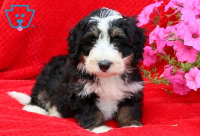 Panther Mini Bernedoodle 1-001