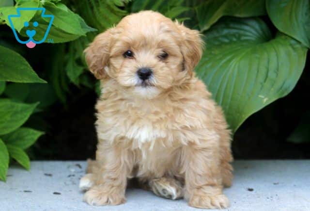 Passion Poodle Mix 1-001