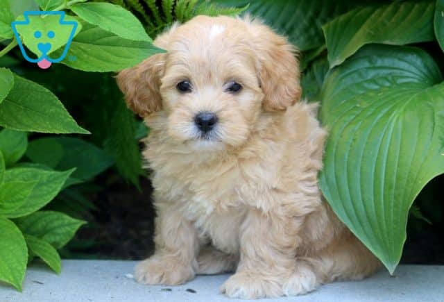 Patience Poodle Mix 1-001