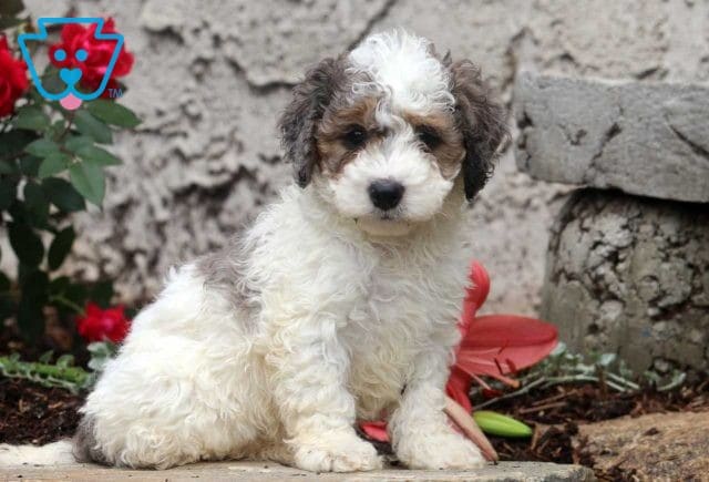 Pax Mini Bernedoodle