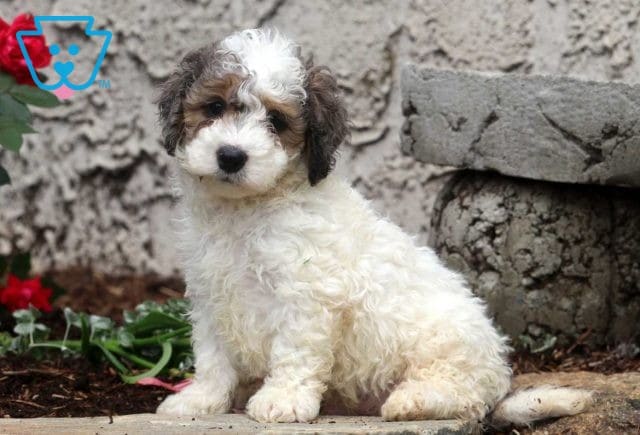 Pax Mini Bernedoodle2