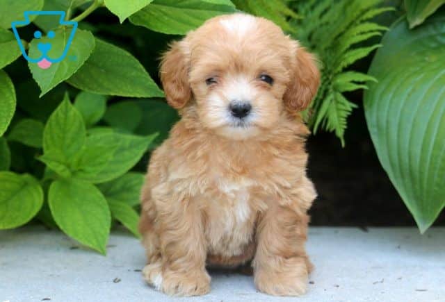 Peace Poodle Mix 1-001