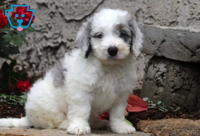Peewee Mini Bernedoodle