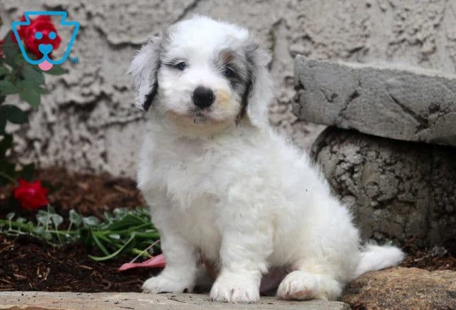 Peewee Mini Bernedoodle2