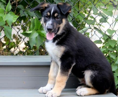 German Shepherd Puppies for Sale | Purebred German Shepherd Breeders