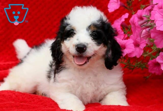 Polly Mini Bernedoodle 1-001