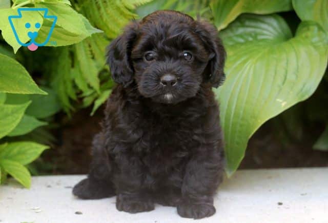 Puddles Poodle Mix 1-001
