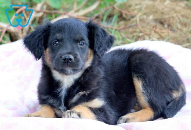 Rainy Golden Retriever Mix 1-001