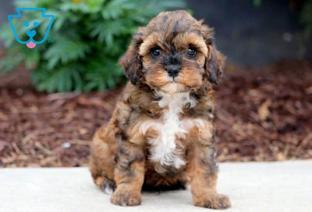 Rufus Cavapoo 1-001