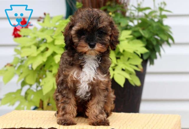 Rufus Cavapoo Retake