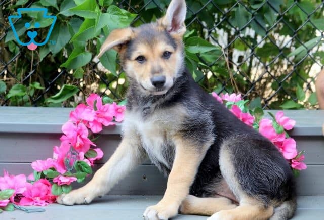 Sassy German Shepherd 1-001