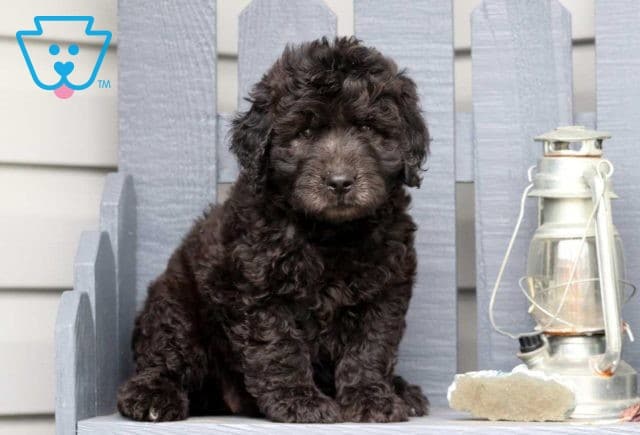 goldendoodle puppy for sale