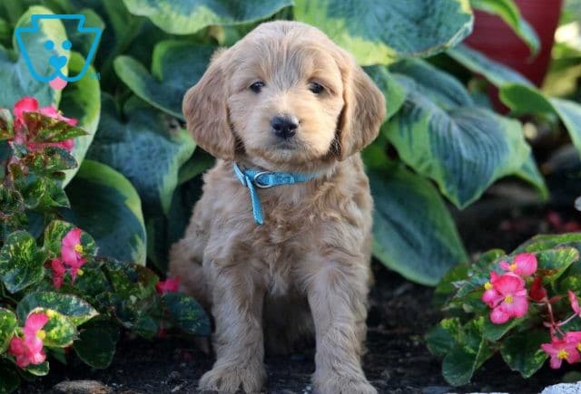 Skyler Mini Goldendoodle