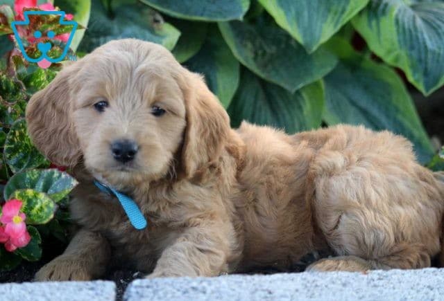 Skyler Mini Goldendoodle2