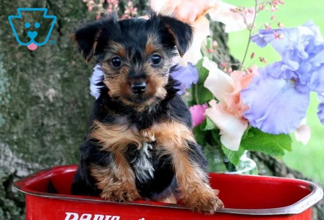 Sonny yorkie