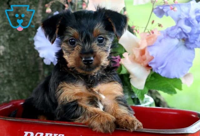 Sonny yorkie2